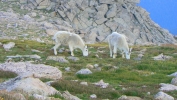 PICTURES/Mount Evans and The Highest Paved Road in N.A - Denver CO/t_Goat Family8.JPG